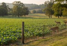 Virginia Legislature Passes HB129 to Protect Landowners from Deer Damage